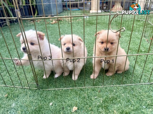 Purebred pomeranian puppies