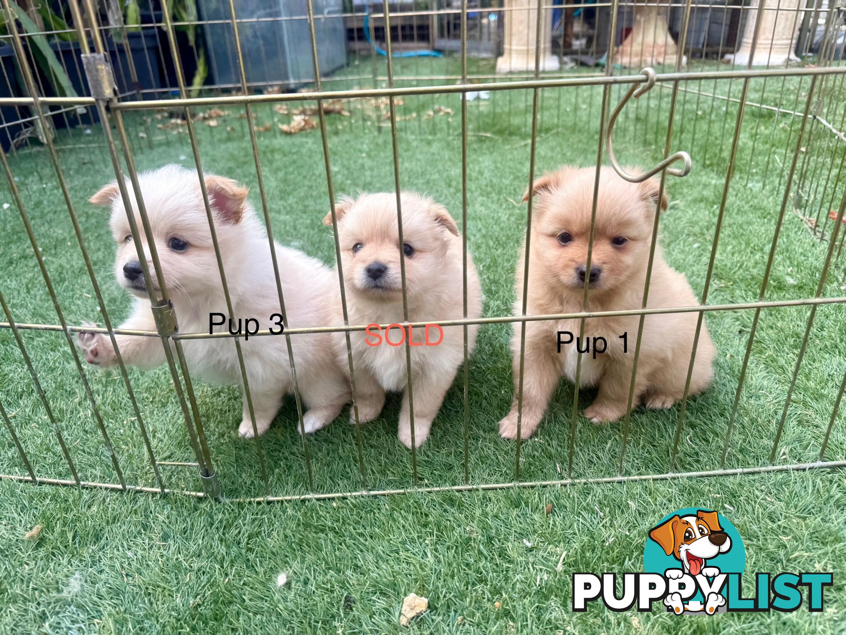 Polar bear looking Pomeranian puppy