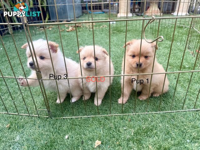 Polar bear looking Pomeranian puppy