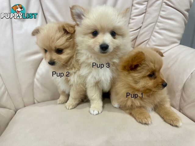 Purebred pomeranian puppies