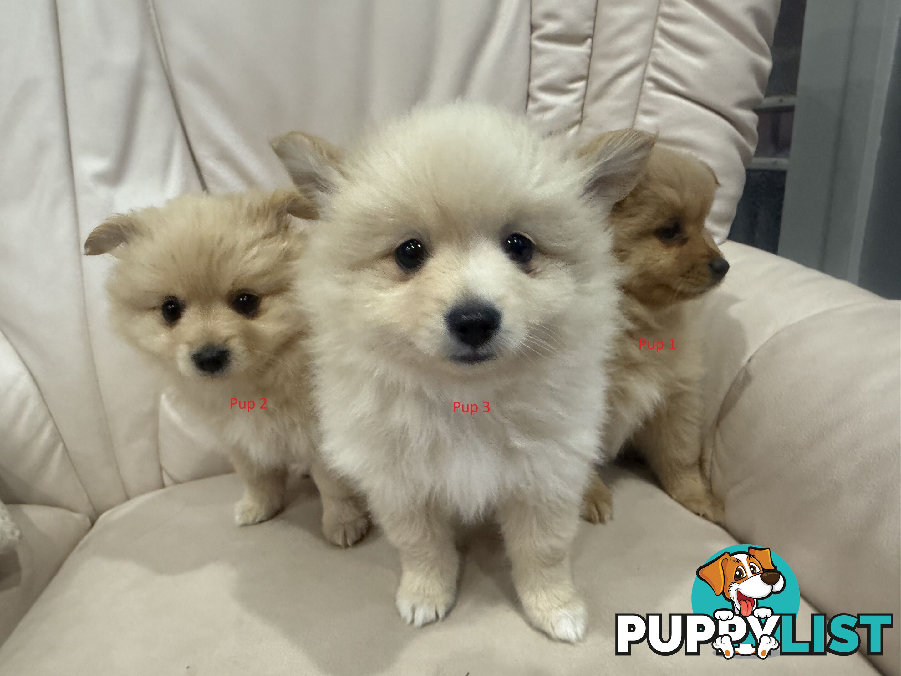 Purebred pomeranian puppies looking for their new forever home