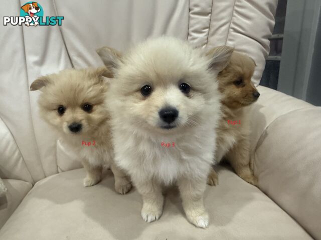 Purebred pomeranian puppies looking for their new forever home