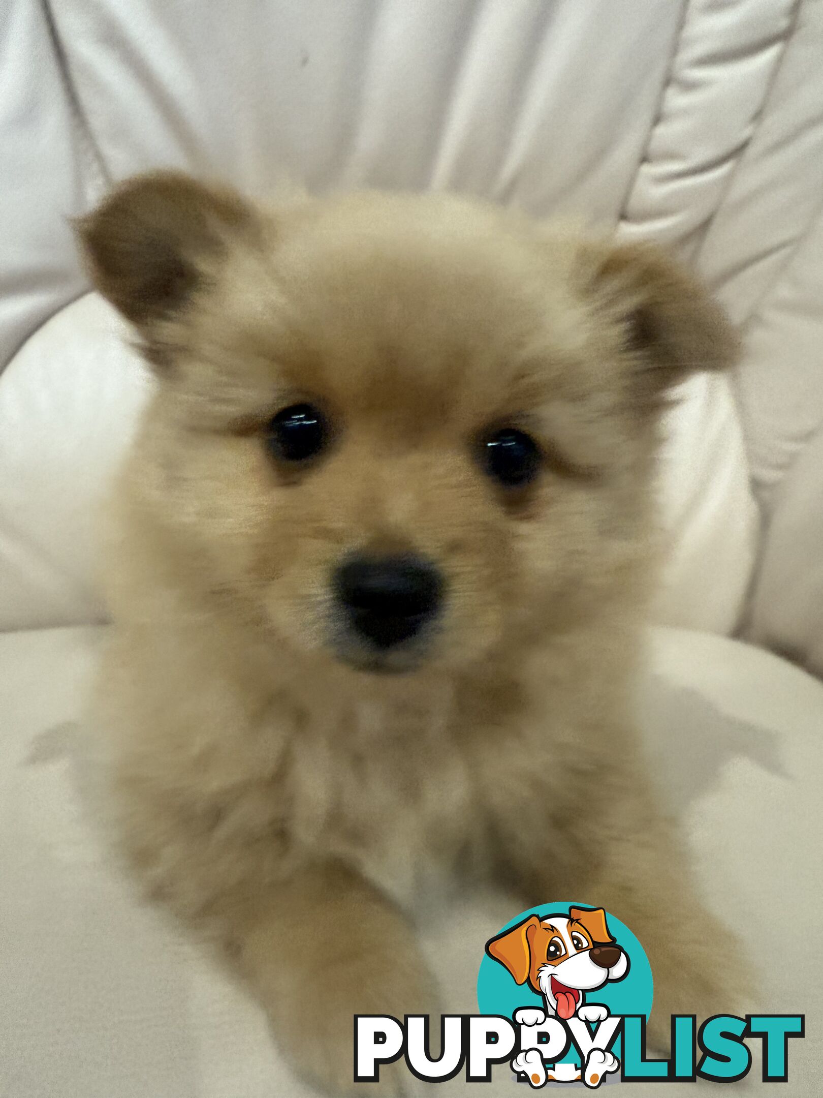 Purebred pomeranian puppies looking for their new forever home