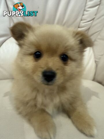 Purebred pomeranian puppies looking for their new forever home