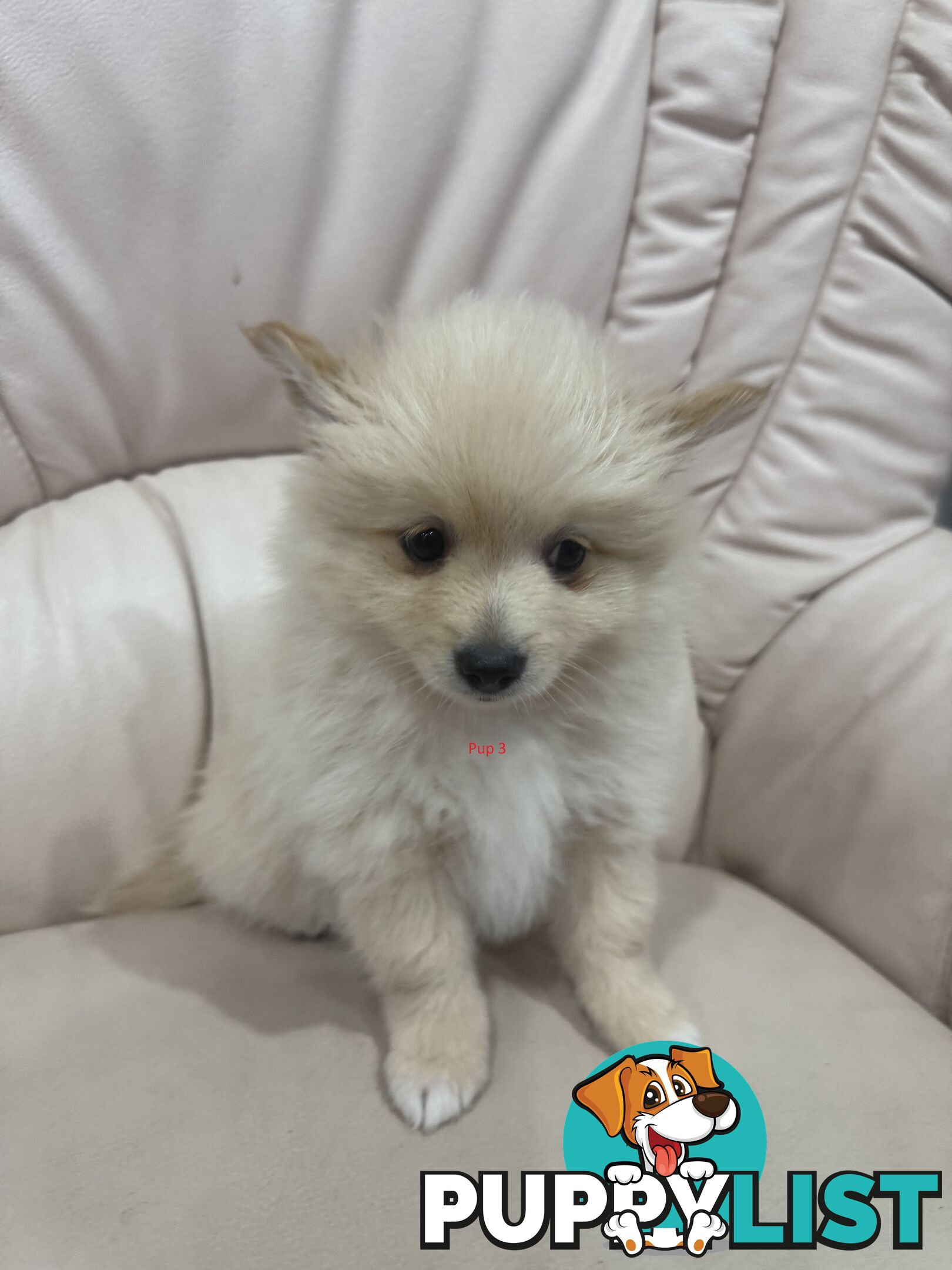 Purebred pomeranian puppies looking for their new forever home