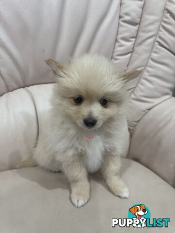 Purebred pomeranian puppies looking for their new forever home