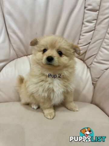 Purebred pomeranian puppies