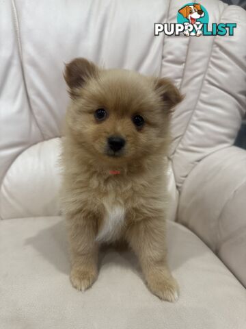 Purebred pomeranian puppies looking for their new forever home