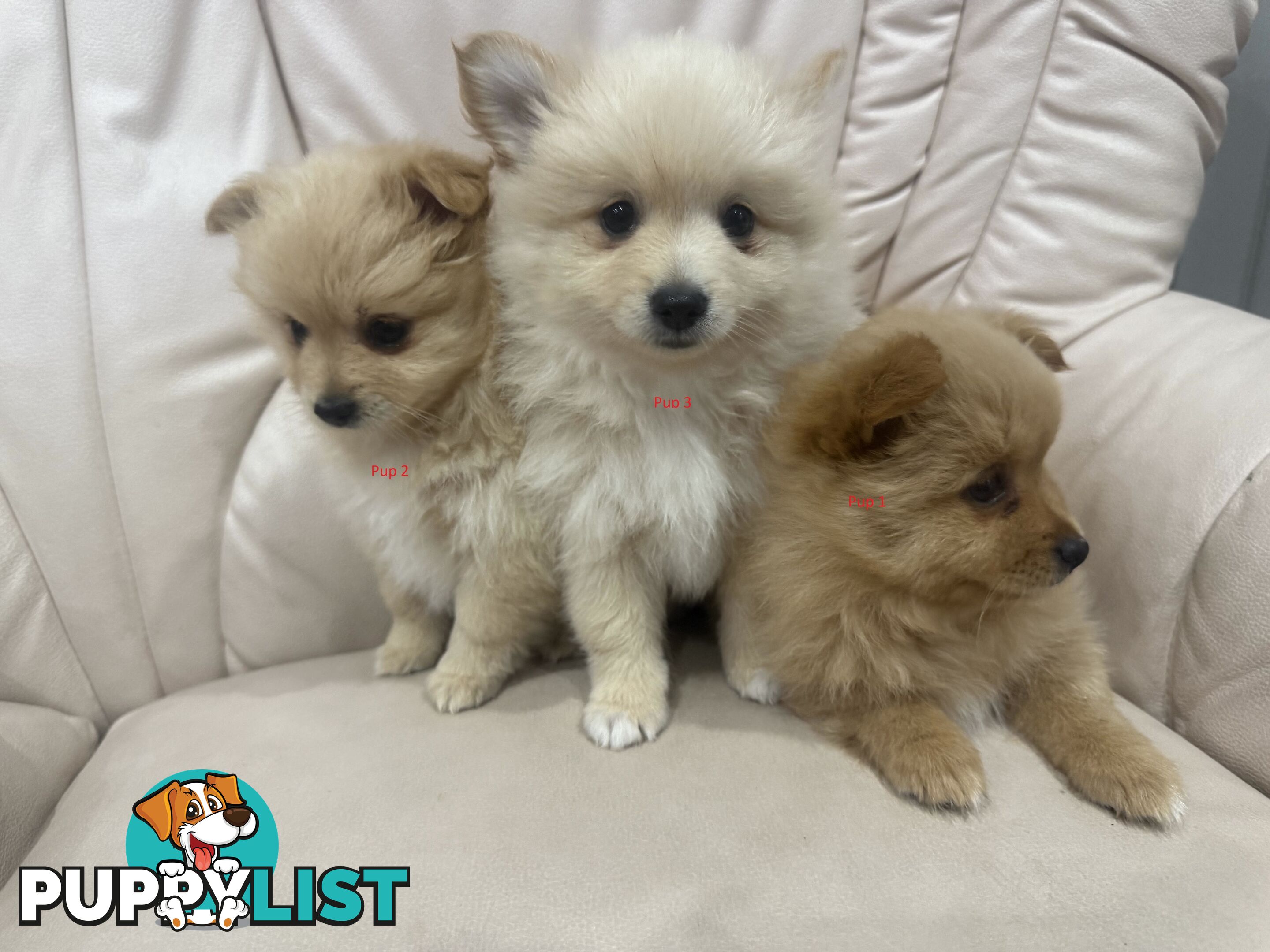 Purebred pomeranian puppies looking for their new forever home