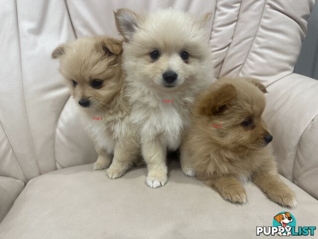 Purebred pomeranian puppies looking for their new forever home