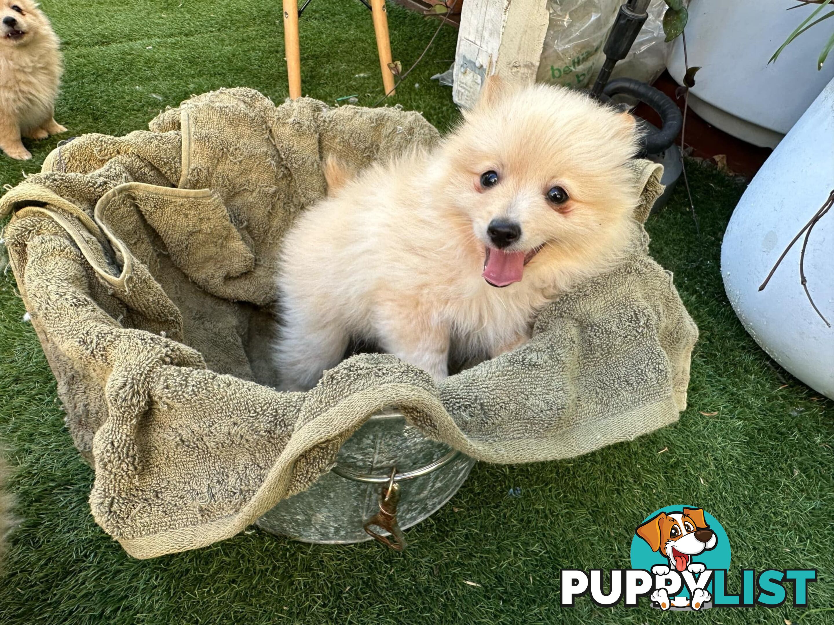 Polar bear looking Pomeranian puppy