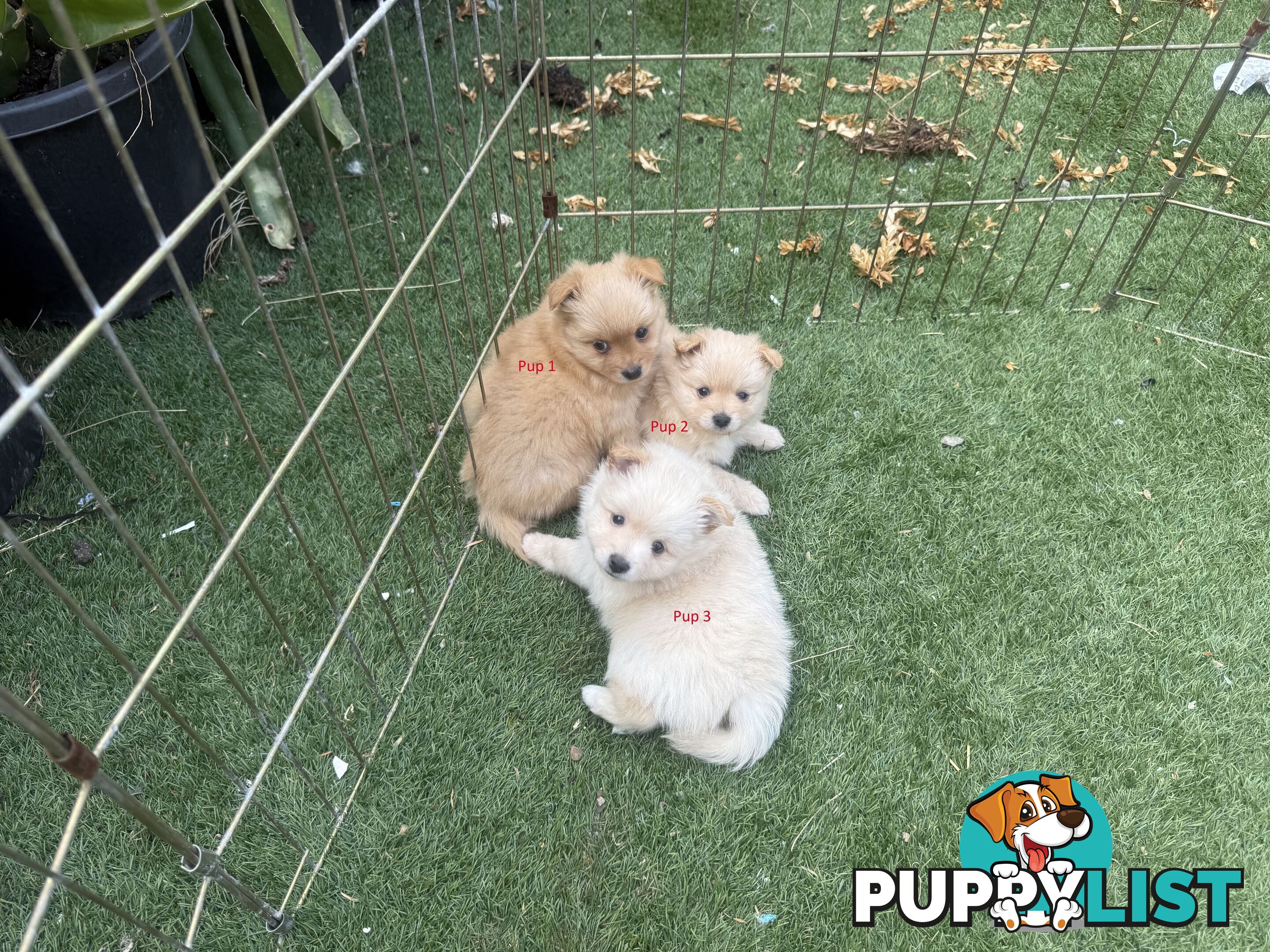 Purebred pomeranian puppies looking for their new forever home