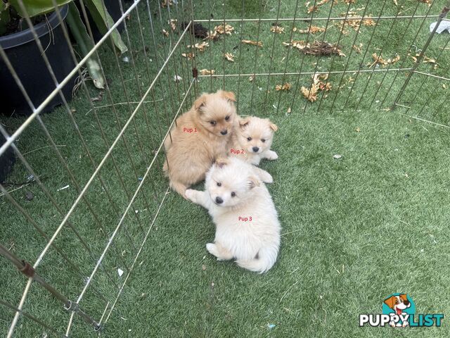 Purebred pomeranian puppies looking for their new forever home