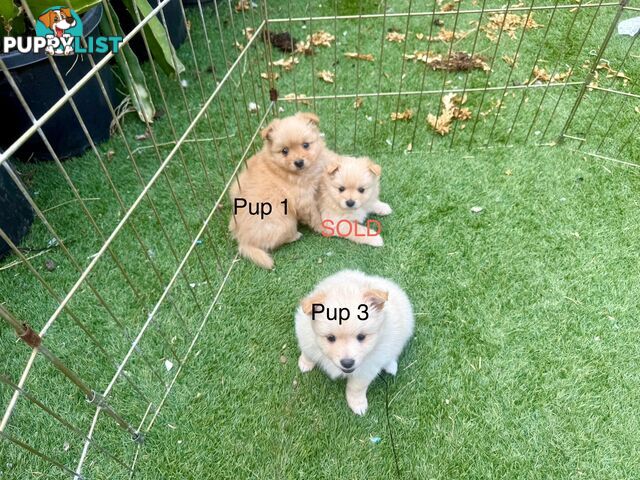 Polar bear looking Pomeranian puppy