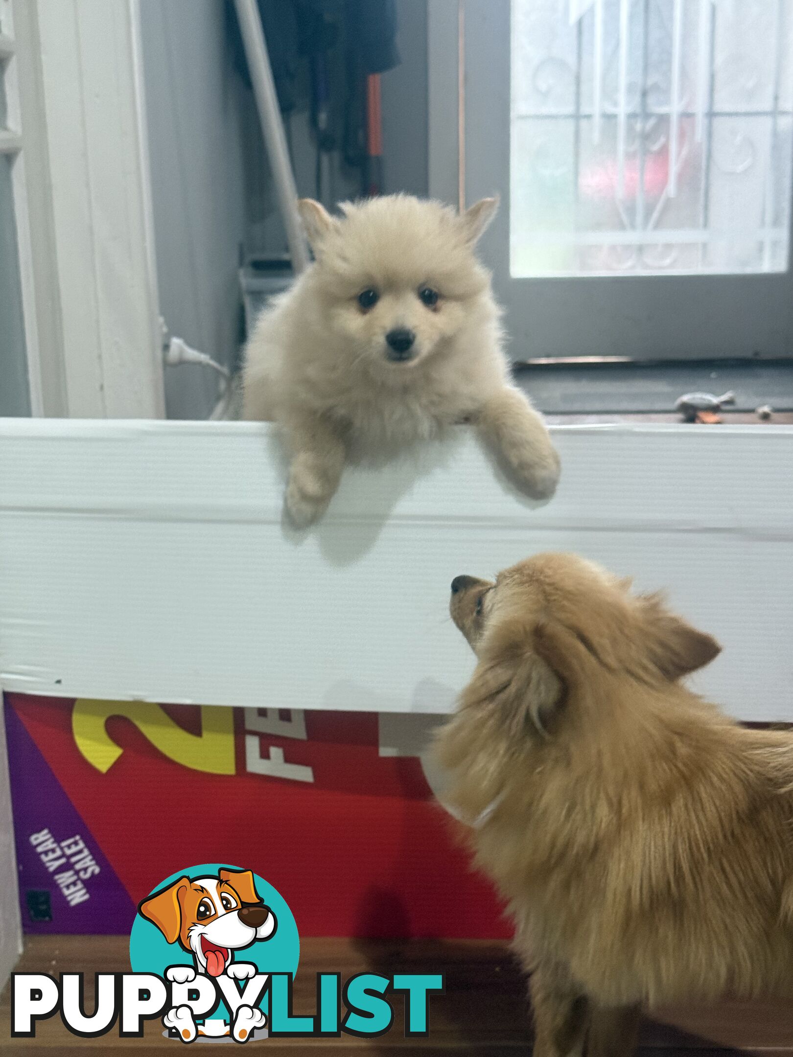 Purebred pomeranian puppies looking for their new forever home