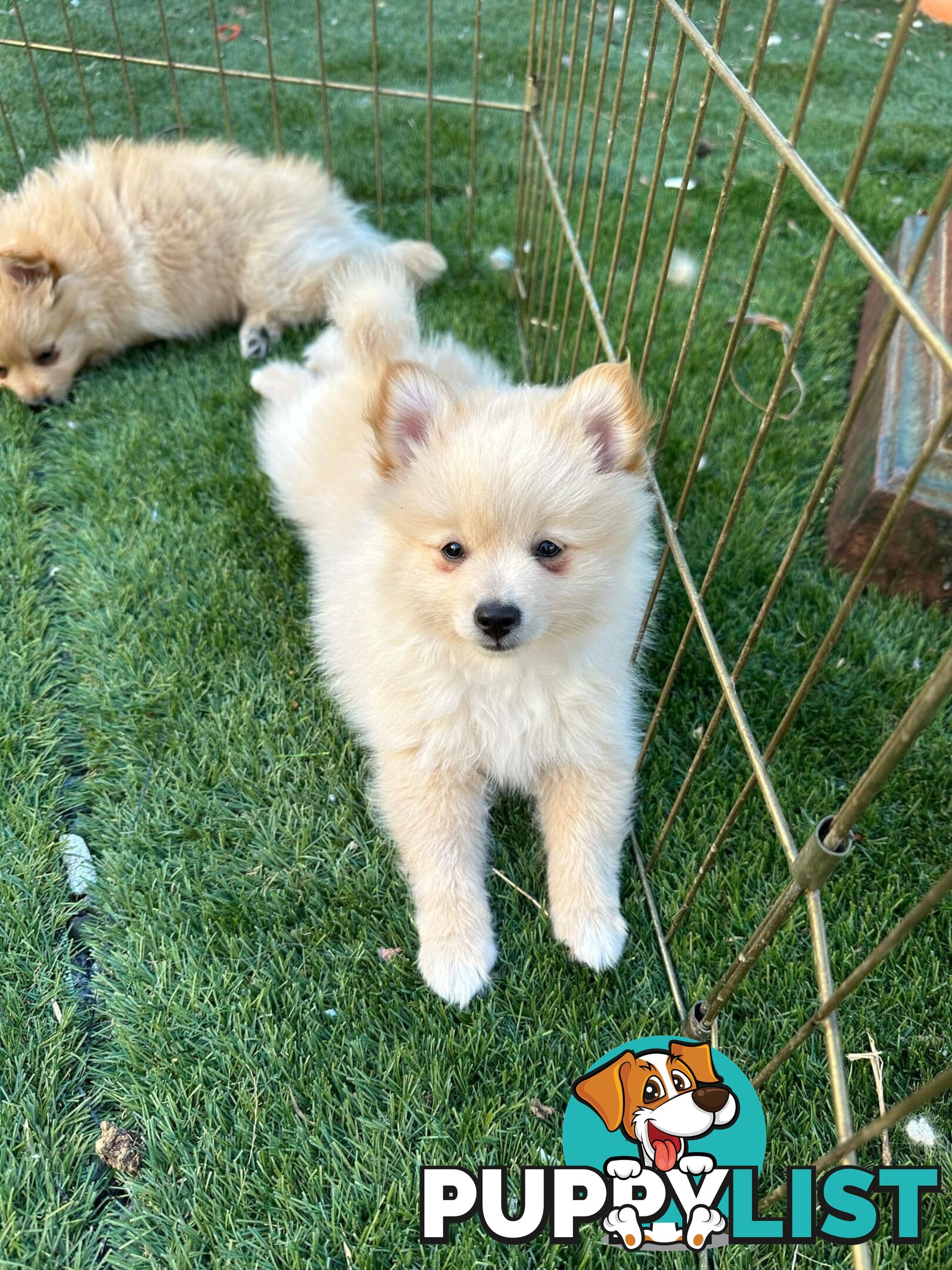 Polar bear looking Pomeranian puppy