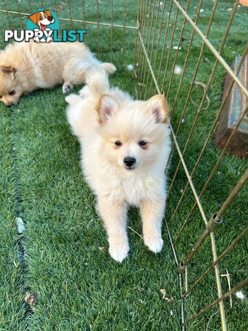 Polar bear looking Pomeranian puppy