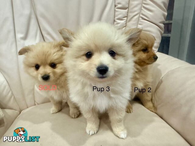 Pomeranian puppies - 2 left