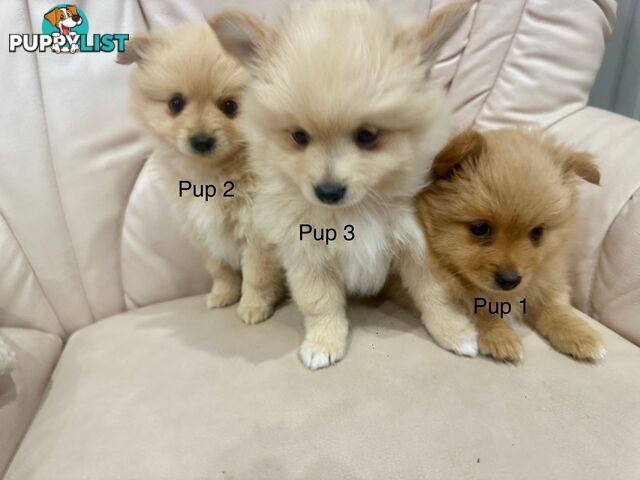 Purebred pomeranian puppies