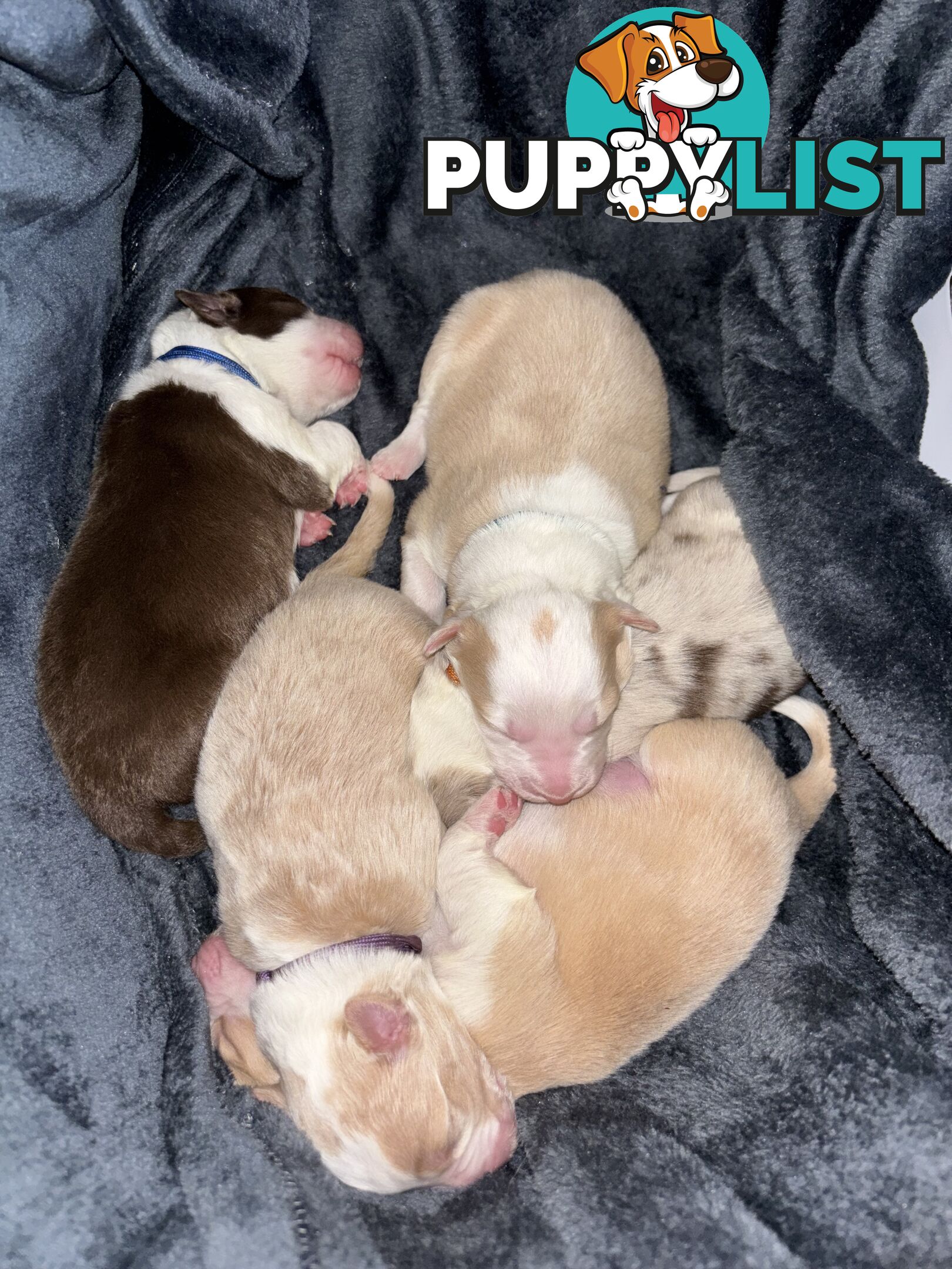 Border Collie Puppies