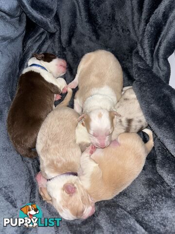 Border Collie Puppies