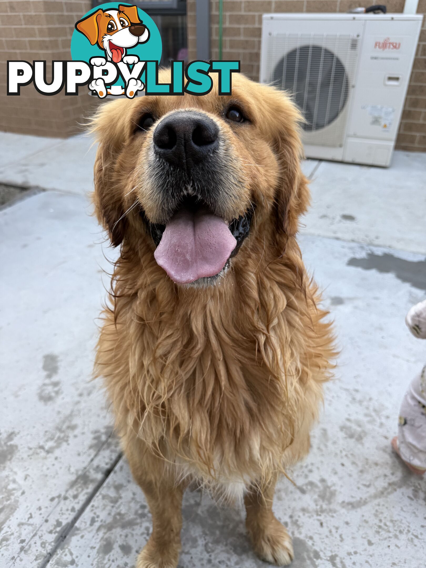Golden Retriever Stud service Only