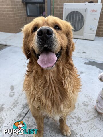 Golden Retriever Stud service Only