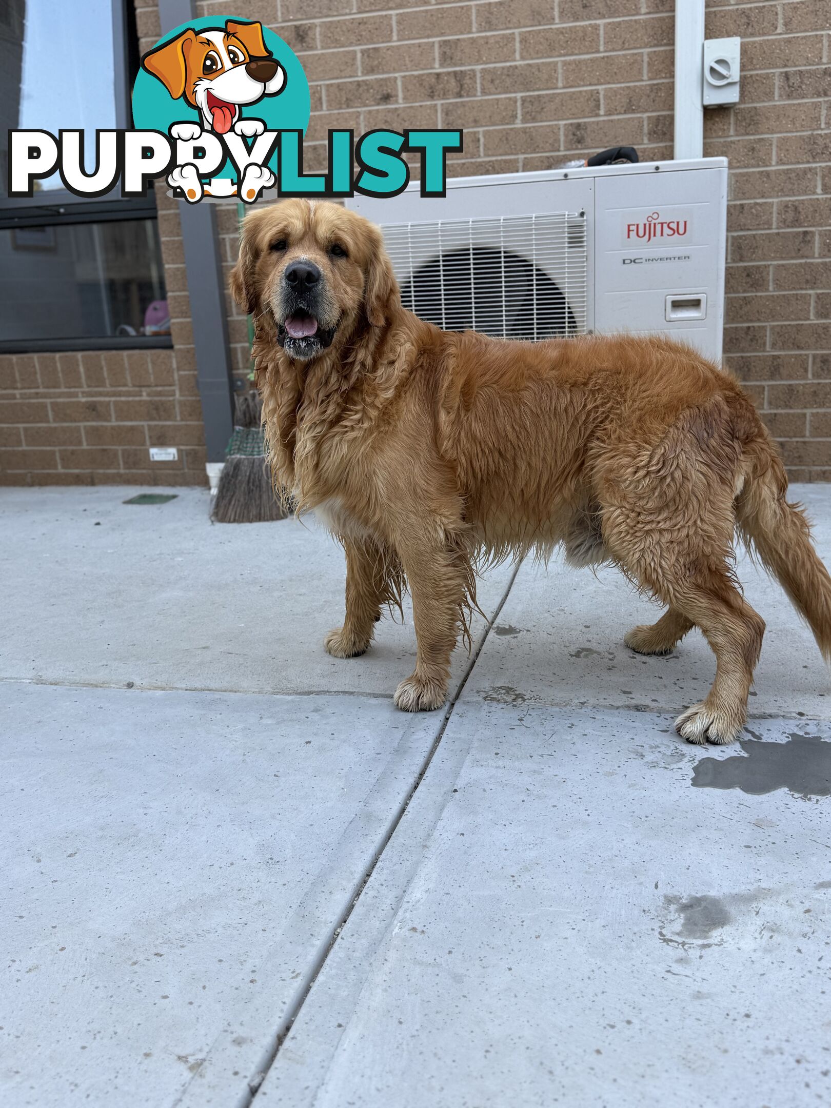 Golden Retriever Stud service Only