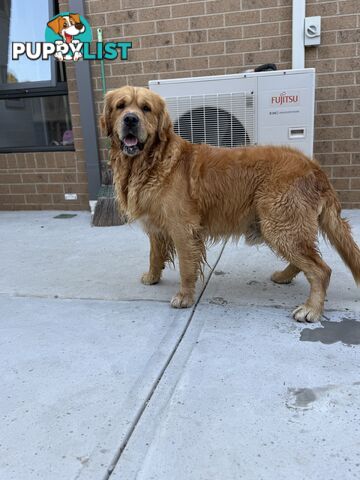 Golden Retriever Stud service Only