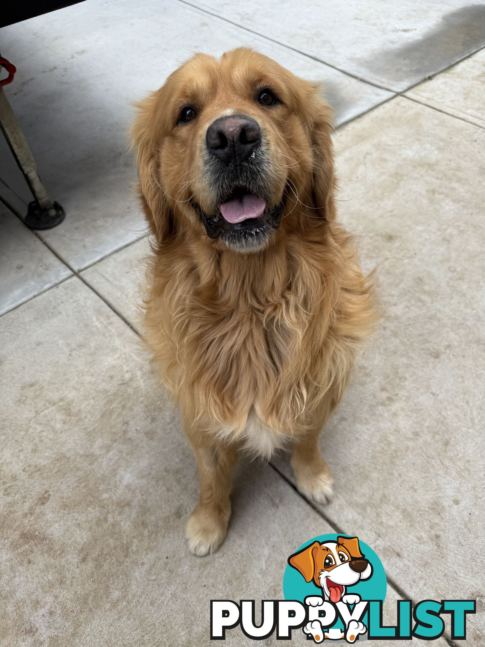 Golden Retriever Stud service Only