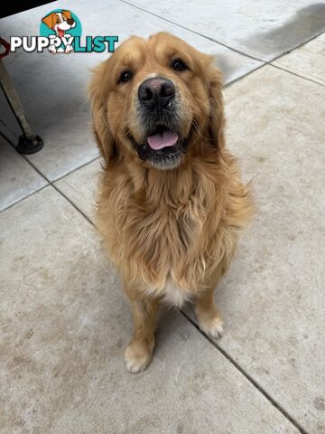 Golden Retriever Stud service Only