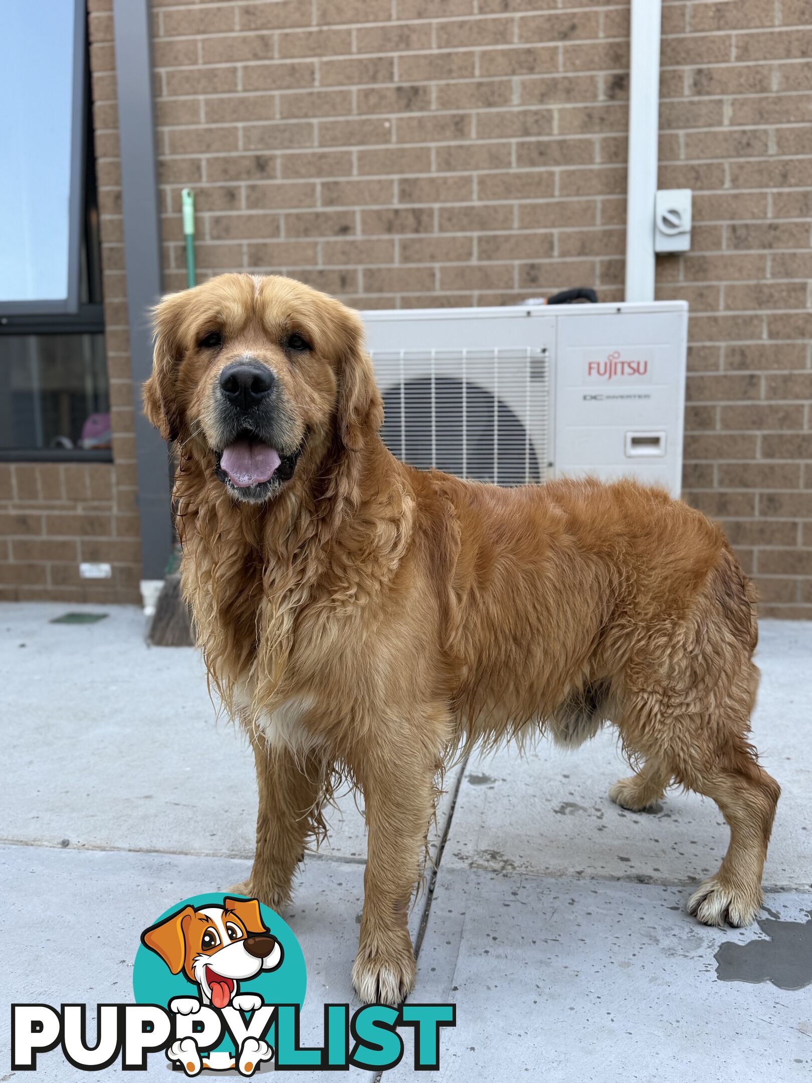 Golden Retriever Stud service Only