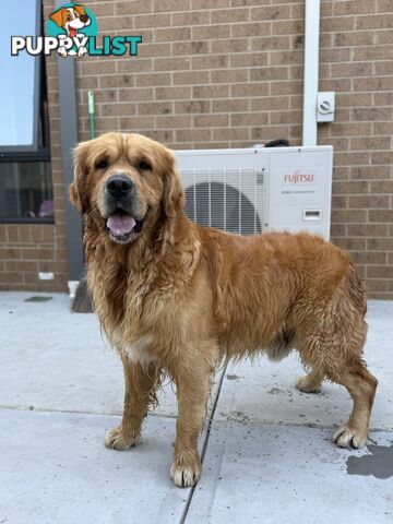 Golden Retriever Stud service Only
