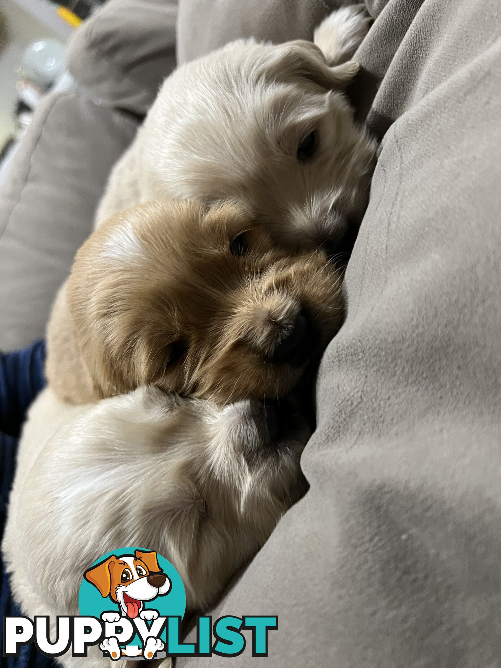 Golden Retriever Stud service Only