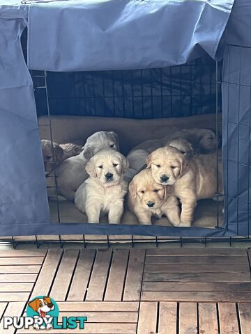 Golden Retriever Stud service Only
