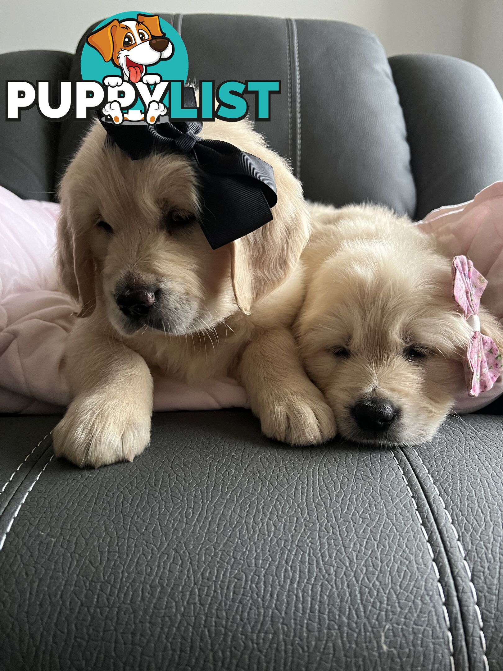 Golden Retriever Stud service Only