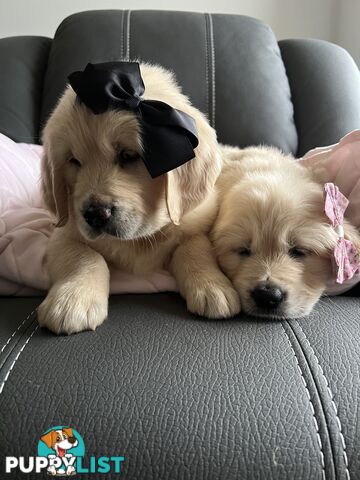 Golden Retriever Stud service Only