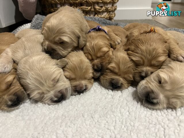 Golden Retriever Stud service Only