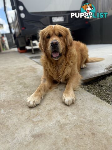 Golden Retriever Stud service Only