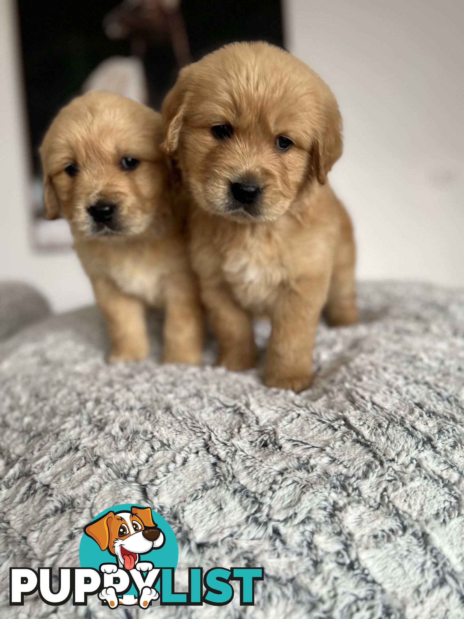 Golden Retriever Stud service Only