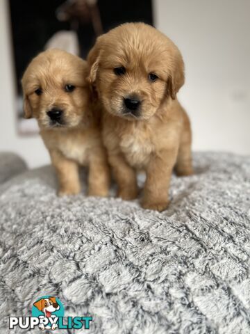 Golden Retriever Stud service Only