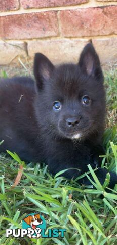 German Spitz