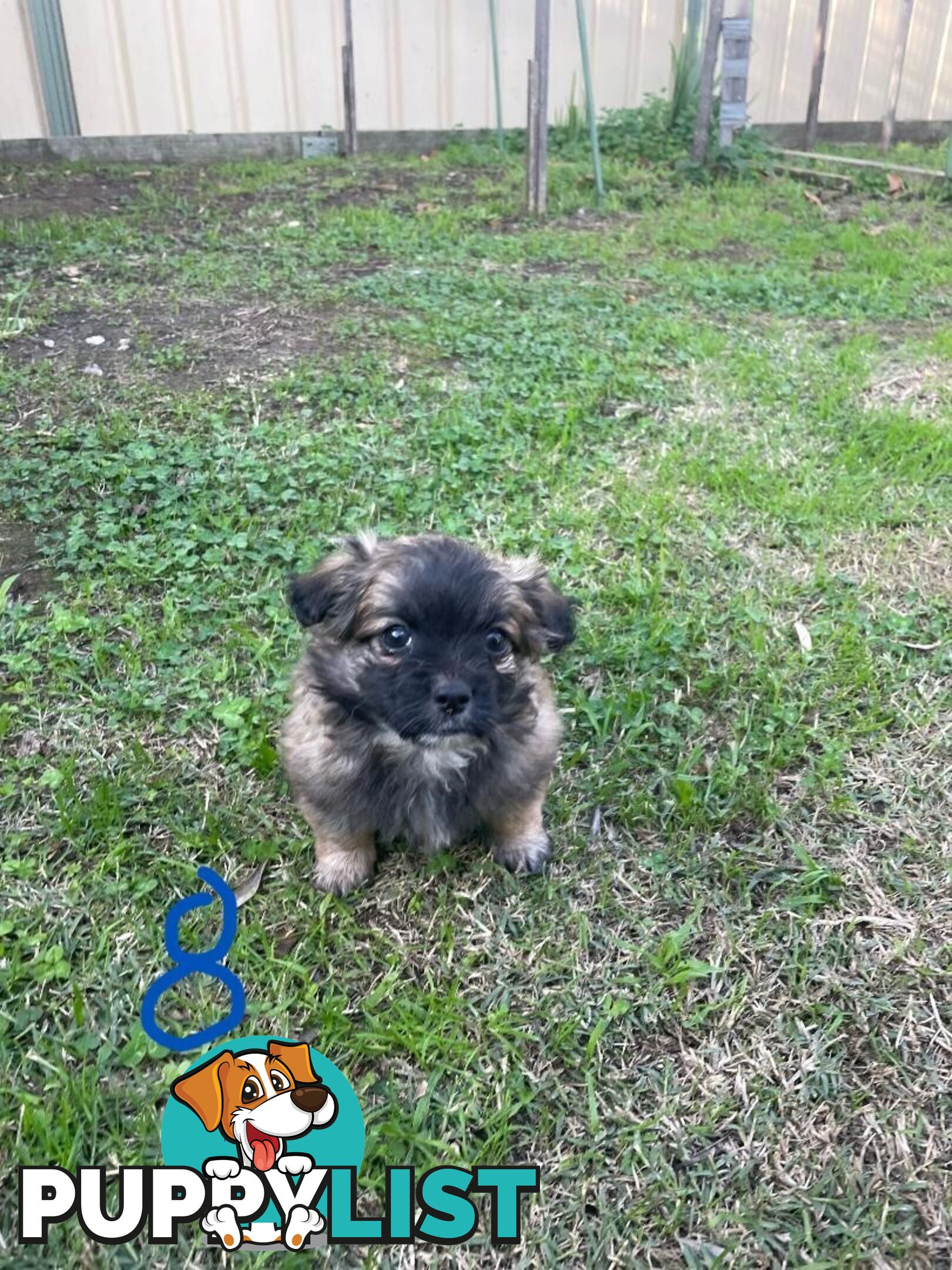 Maltese Shih Tzu X Chihuahua puppies