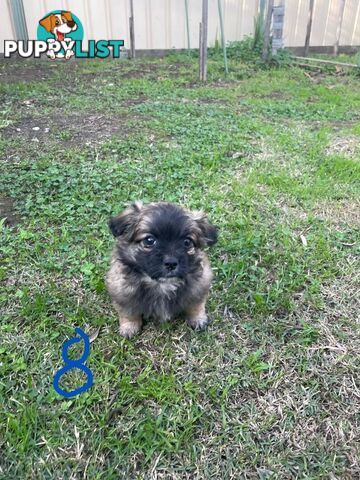Maltese Shih Tzu X Chihuahua puppies