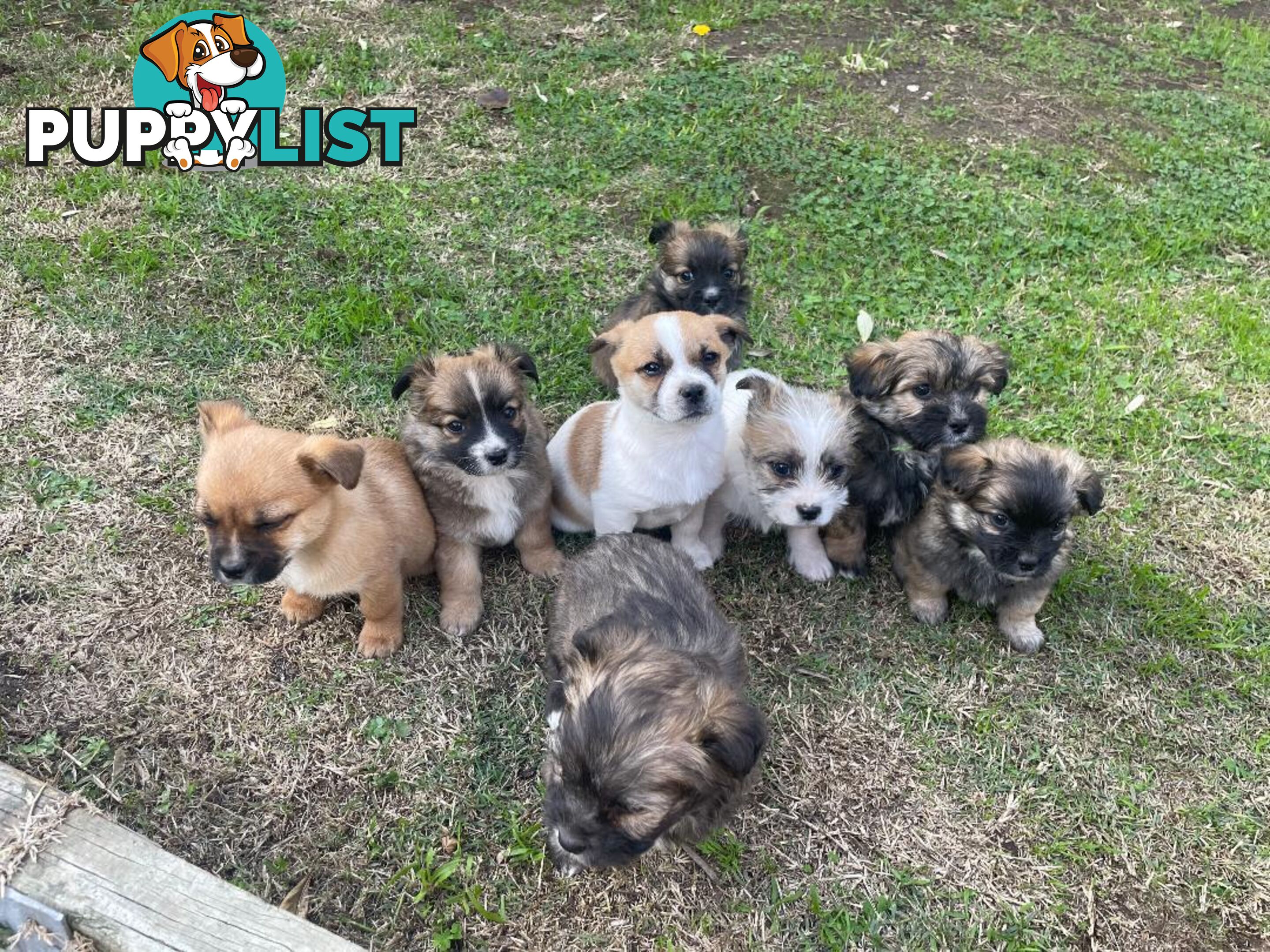 Maltese Shih Tzu X Chihuahua puppies
