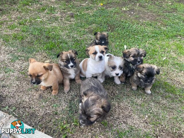 Maltese Shih Tzu X Chihuahua puppies