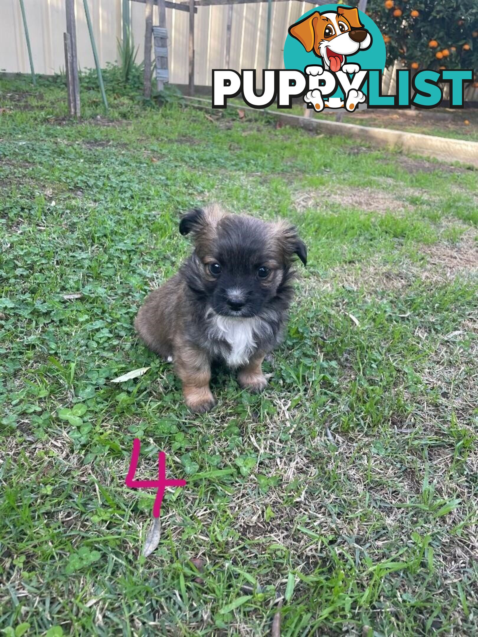 Maltese Shih Tzu X Chihuahua puppies