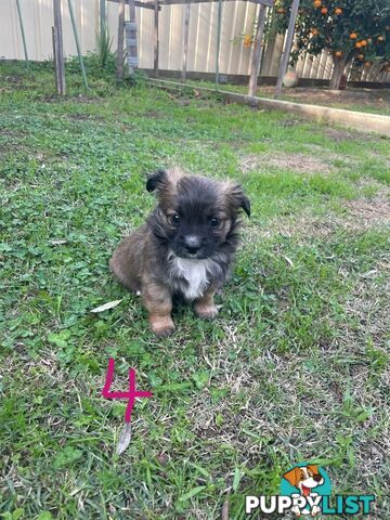 Maltese Shih Tzu X Chihuahua puppies