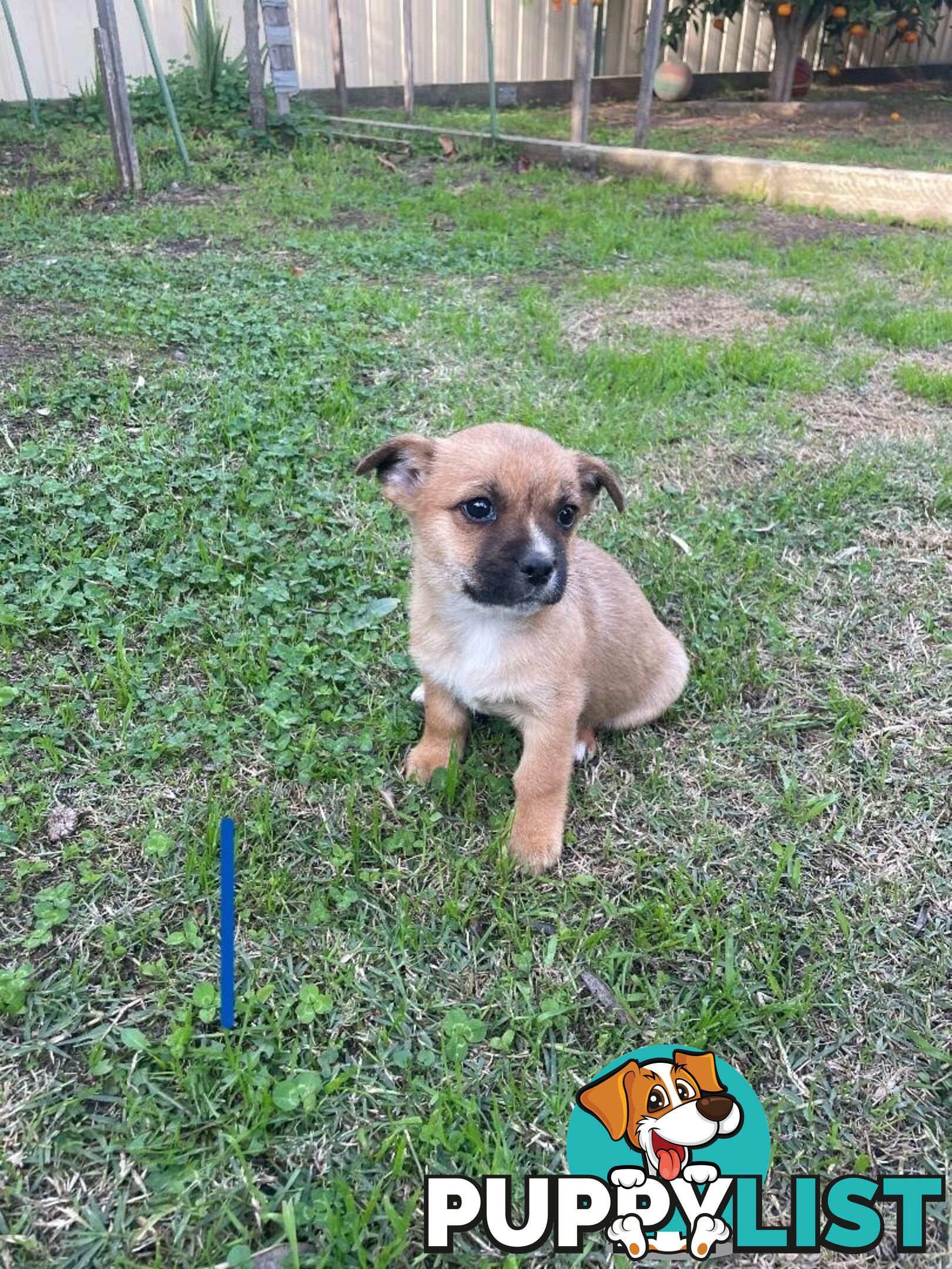 Maltese Shih Tzu X Chihuahua puppies