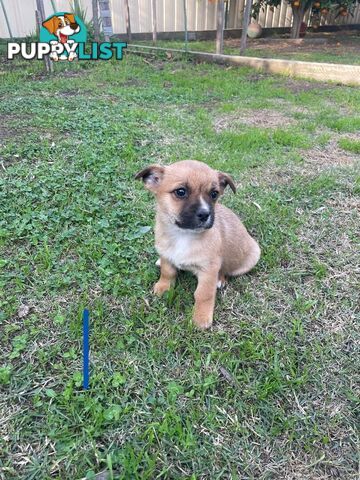 Maltese Shih Tzu X Chihuahua puppies